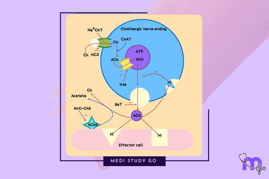 Cholinergic Pharmacology