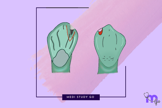 Framework Adaptations