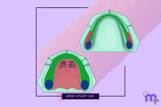 Maxillary and Mandibular Landmarks