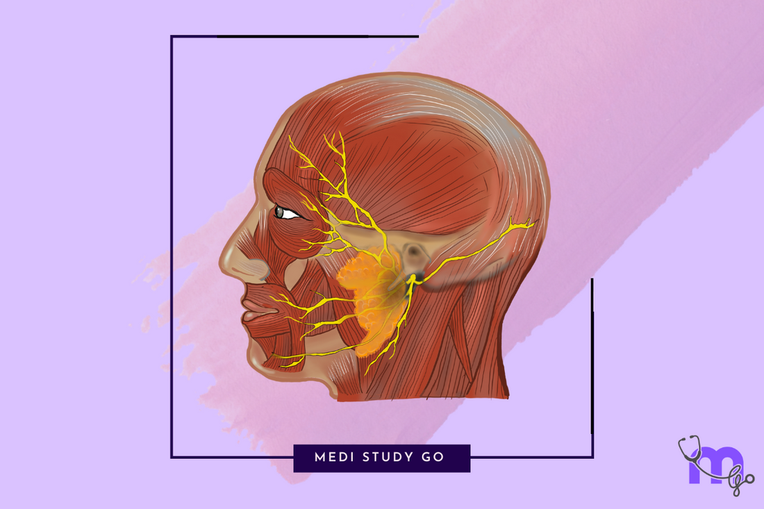 facial nerve