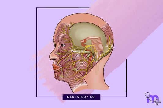 head and neck anatomy
