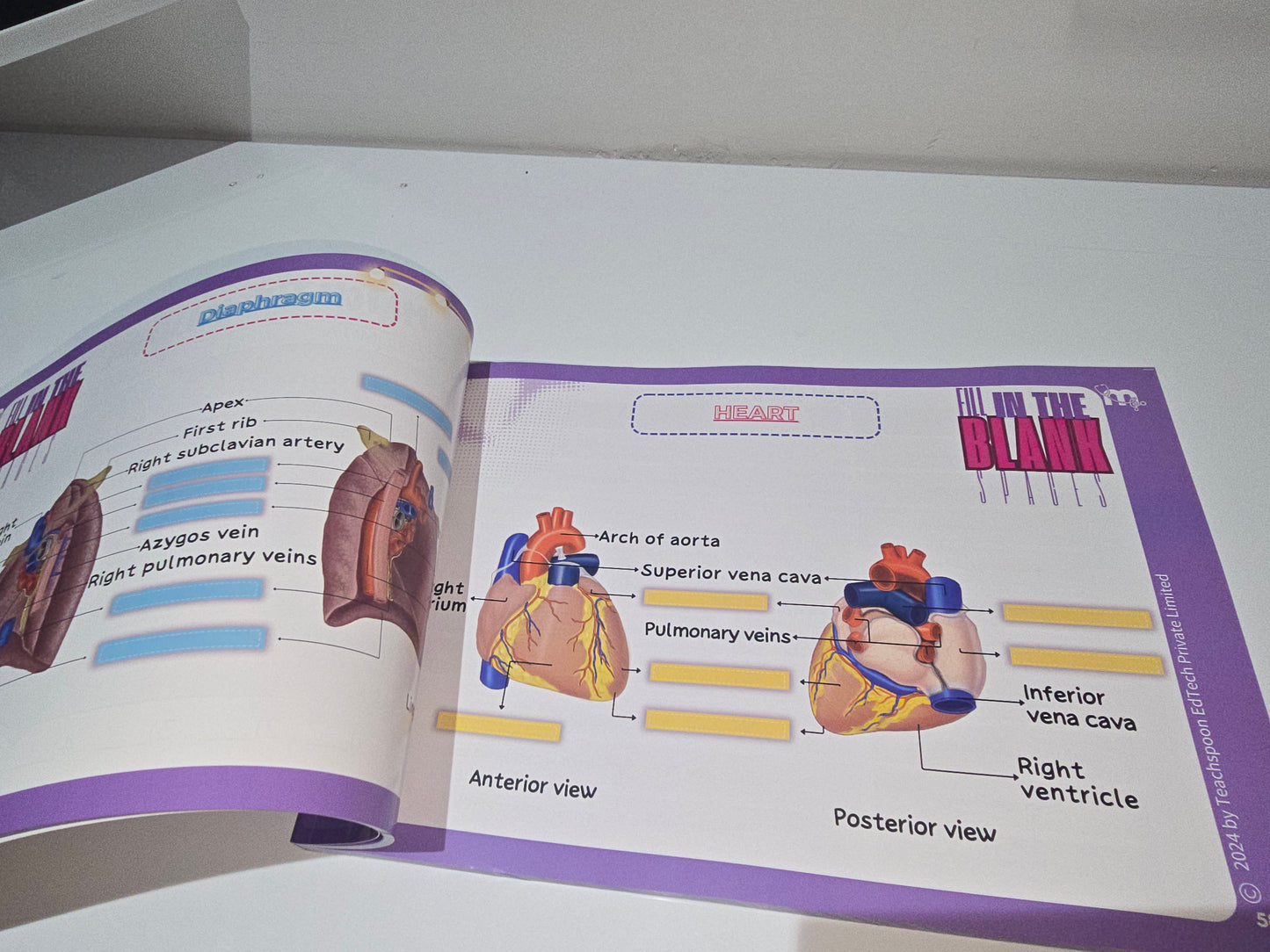 Abdomen, Thorax and Pelvis