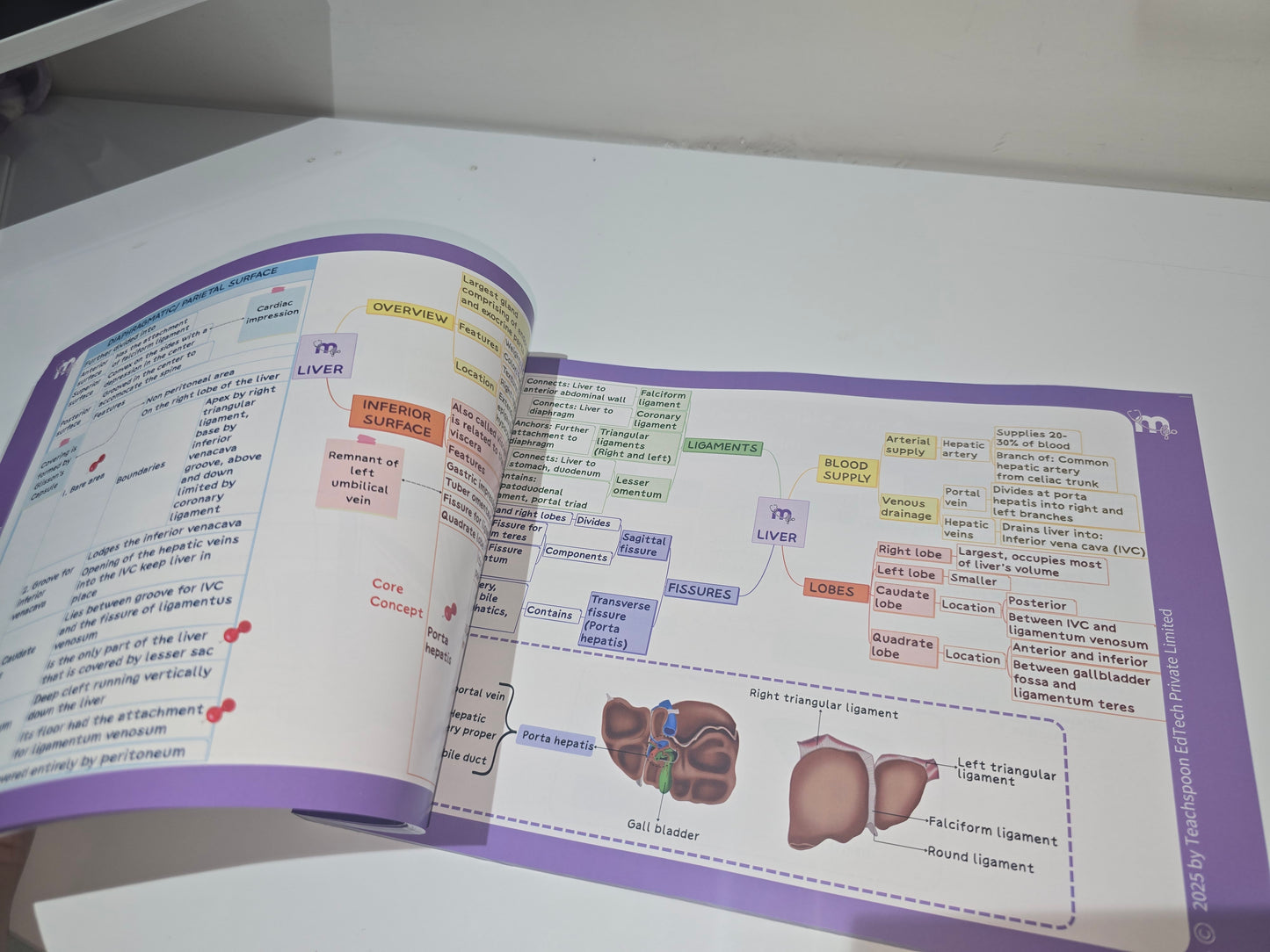 Abdomen, Thorax and Pelvis