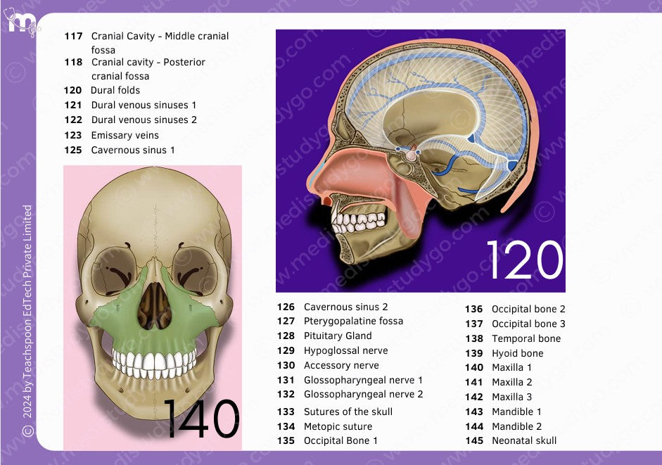 Anatomy bundle + General Anatomy + Osteology