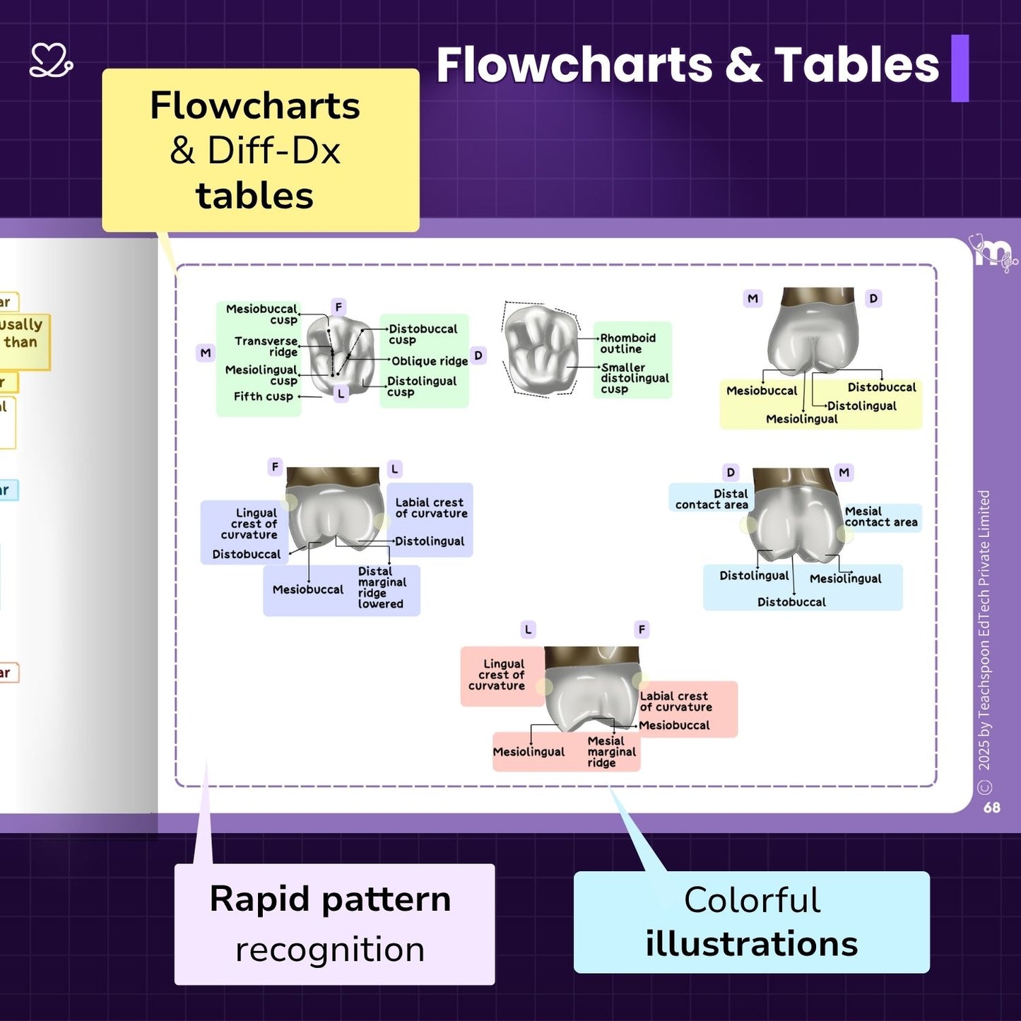Dental Anatomy and Dental Histology