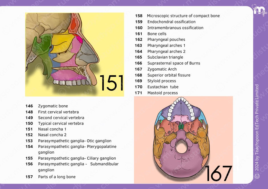 Anatomy bundle + General Anatomy + Osteology