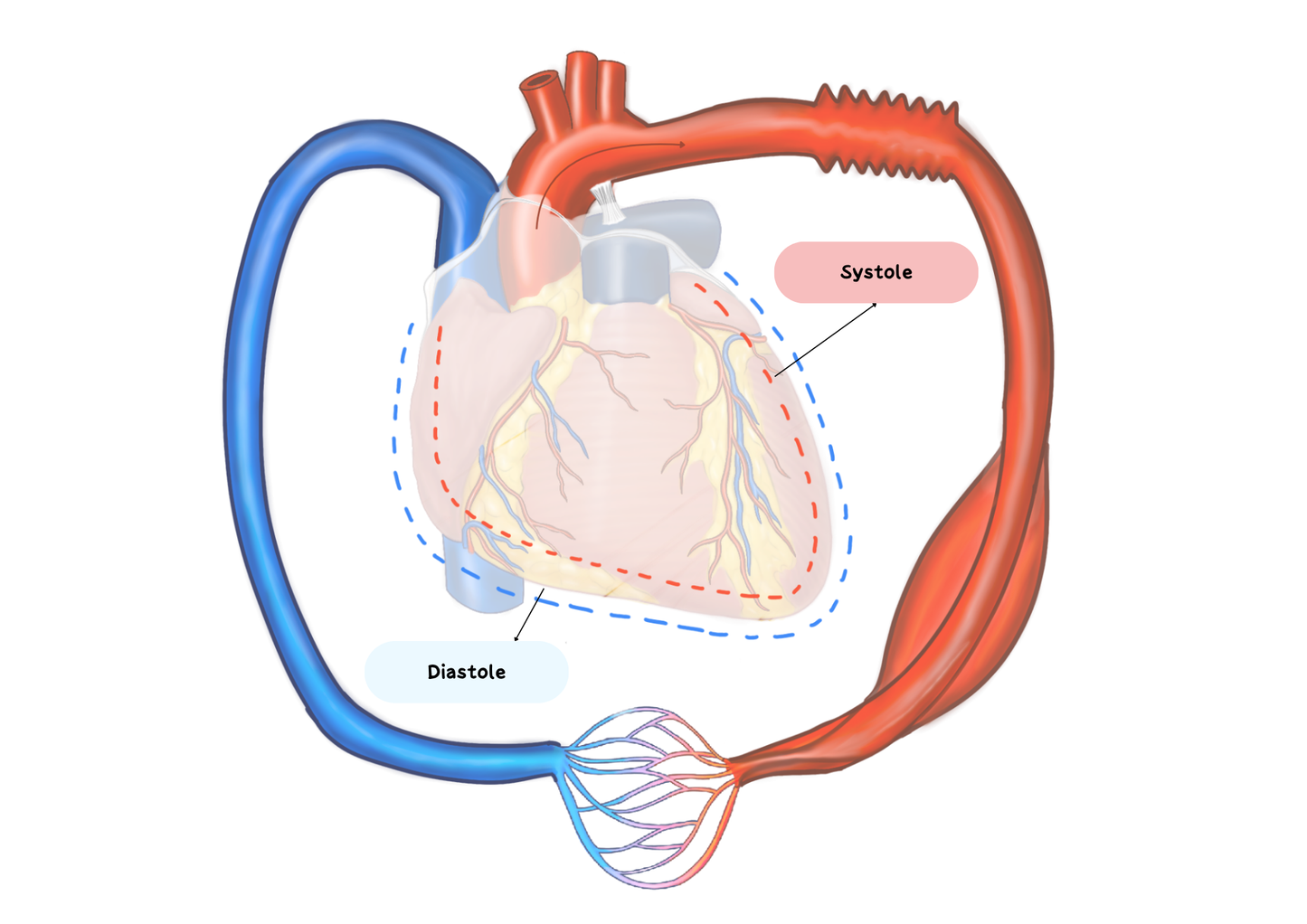 Nursing Physiology
