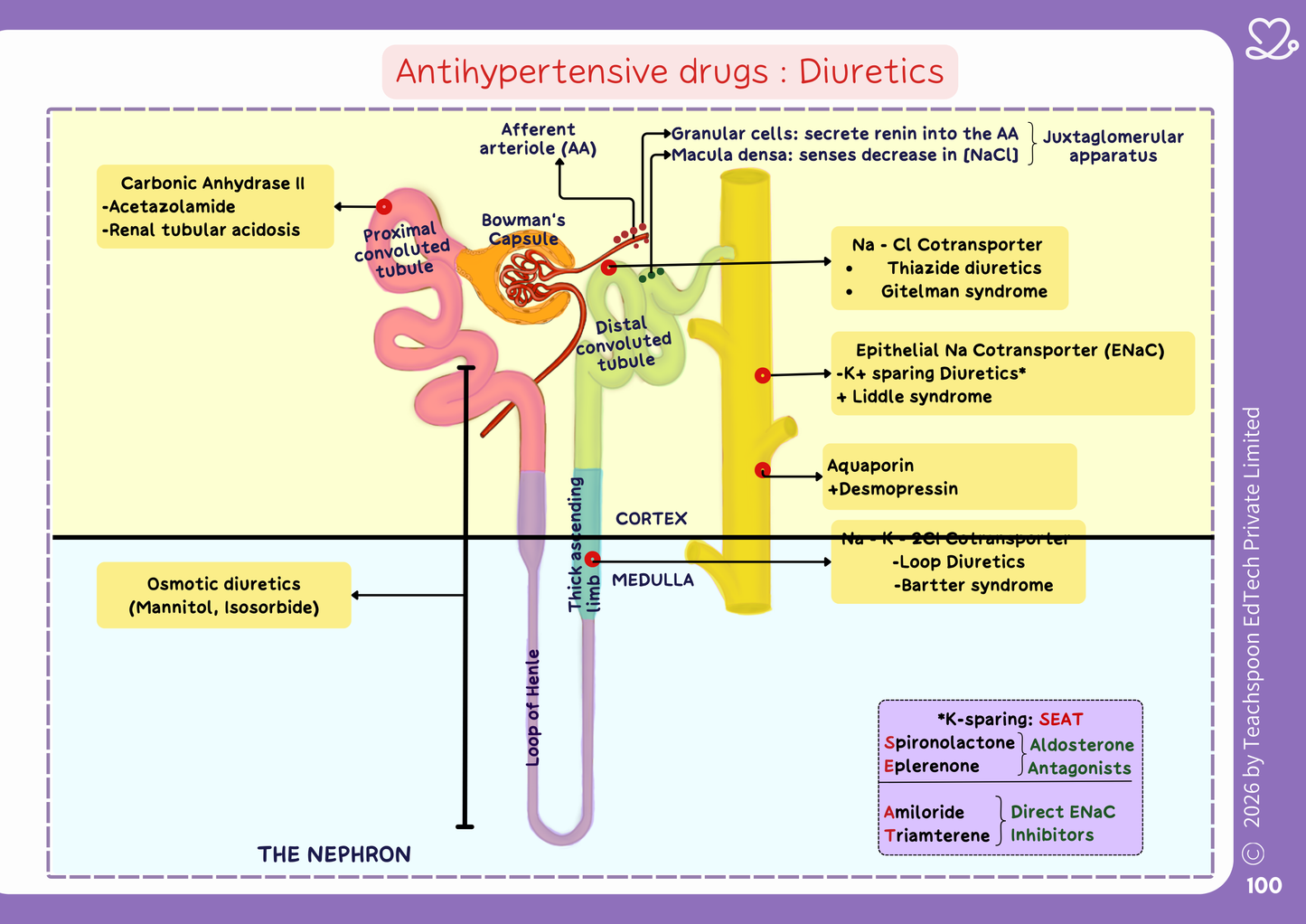 Pharmacology (MBBS)