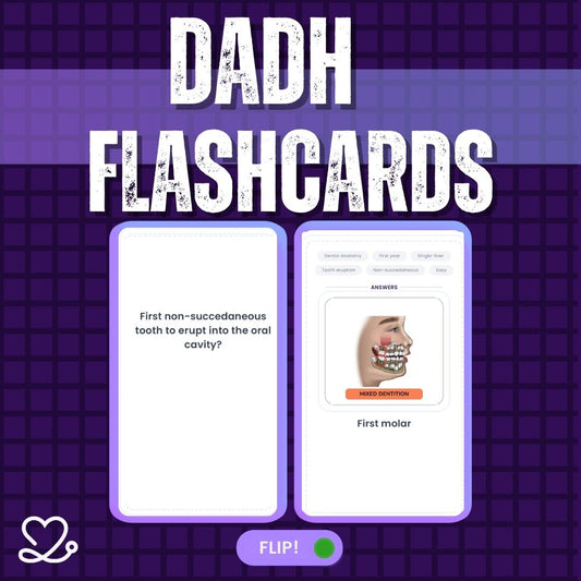 Dental Anatomy and Histology Flashcards