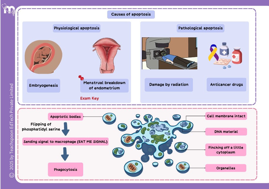 General Pathology - BDS