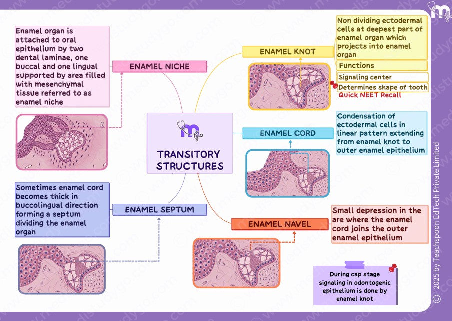 Dental Anatomy and Dental Histology