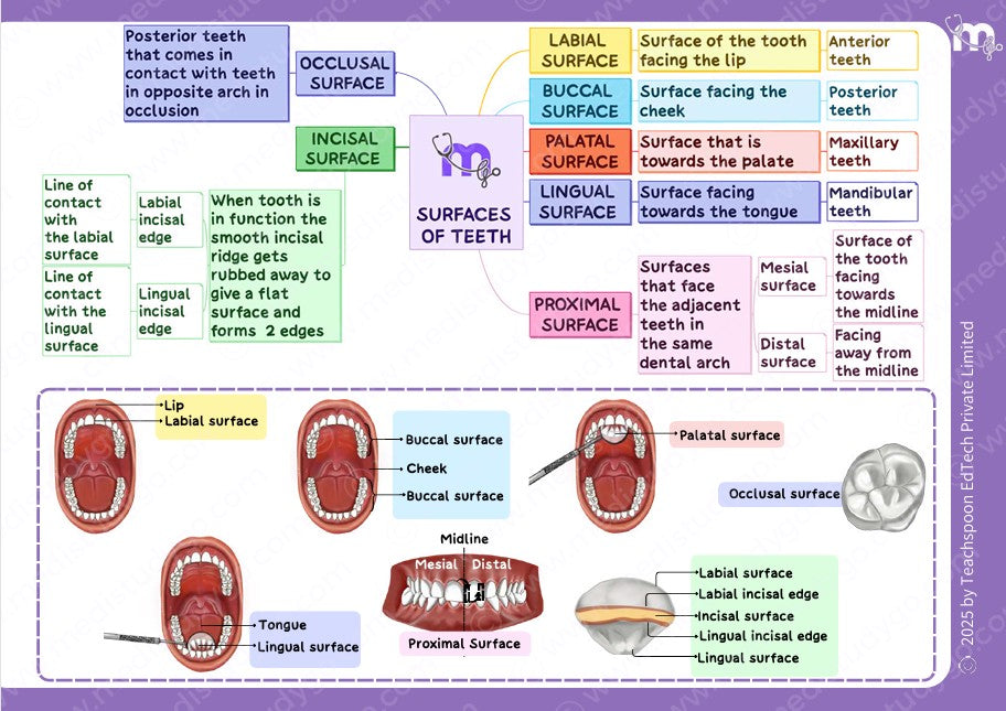 Dental Anatomy and Dental Histology
