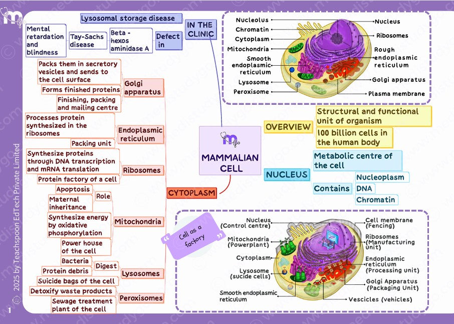 Physiology - BDS