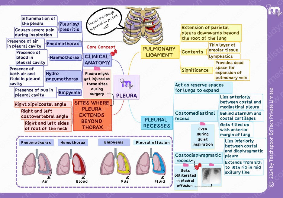 Abdomen, Thorax and Pelvis