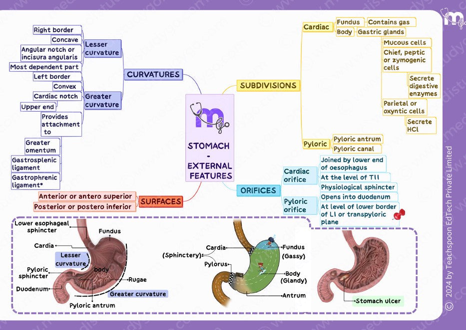Abdomen, Thorax and Pelvis