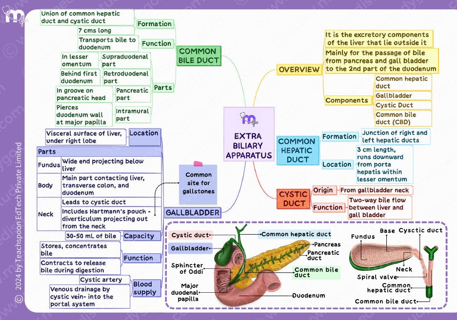 Abdomen, Thorax and Pelvis