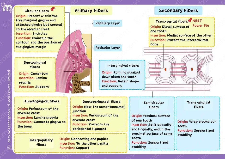 Periodontics