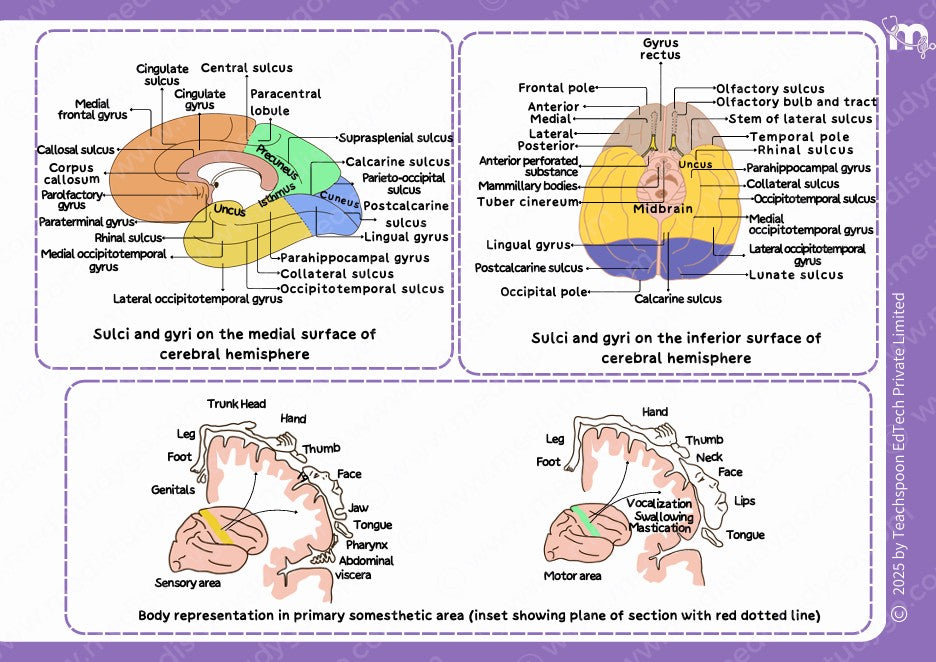 Neuroanatomy