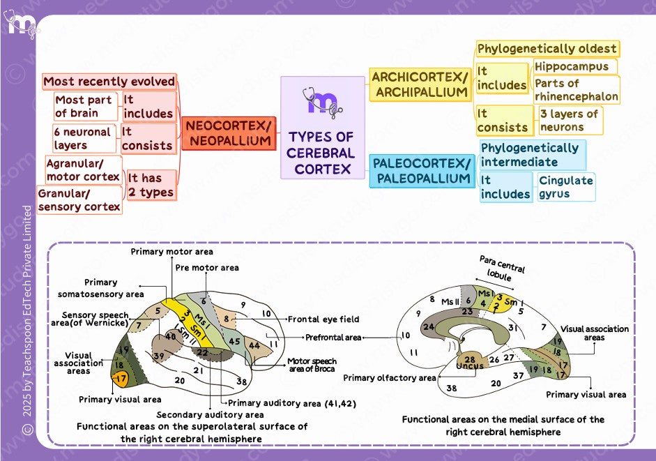 Neuroanatomy