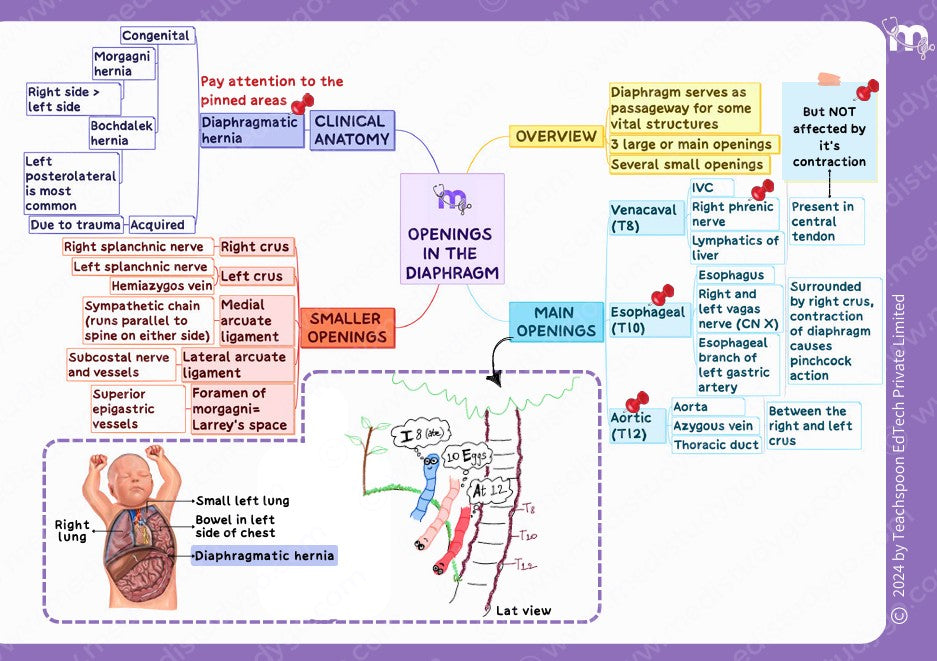Abdomen, Thorax and Pelvis