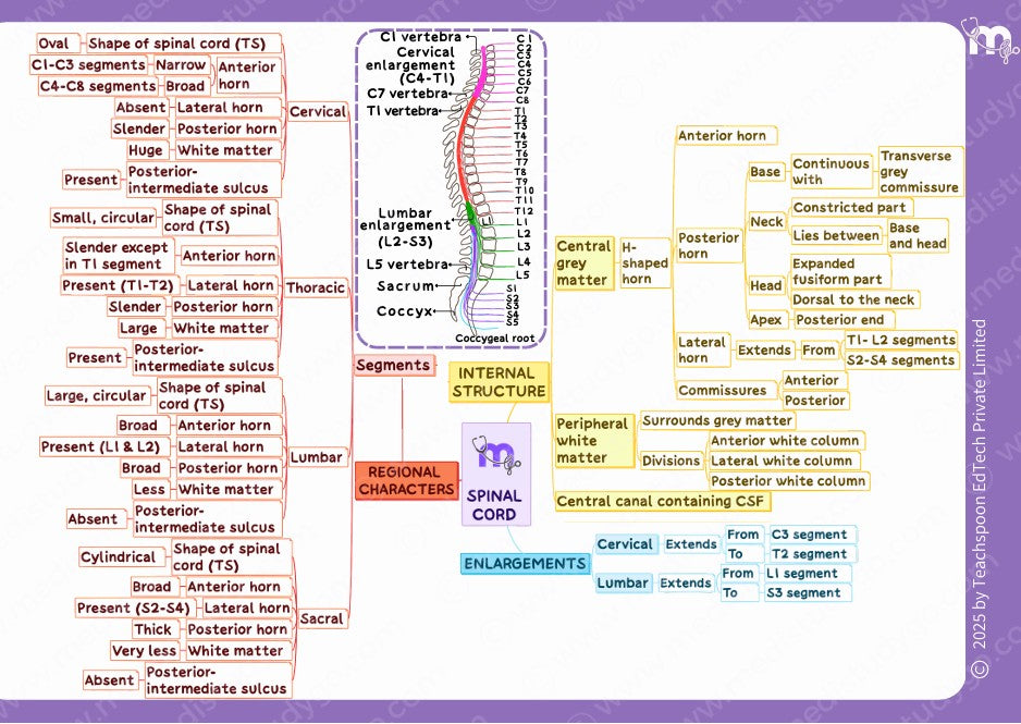 Neuroanatomy
