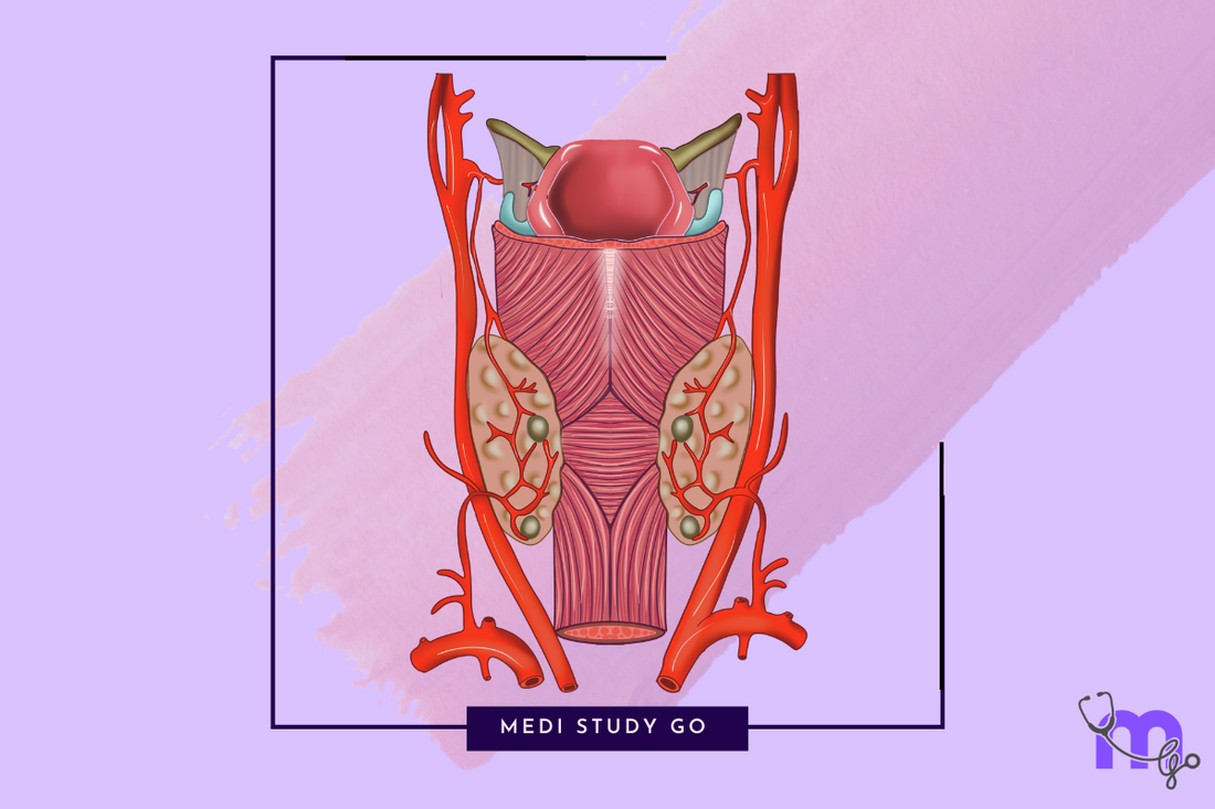 thyroid gland