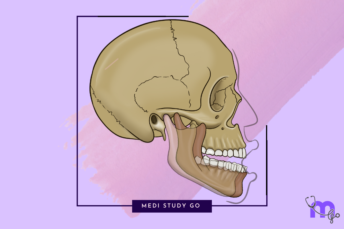 TMJ Anatomy and Function – Medi Study Go