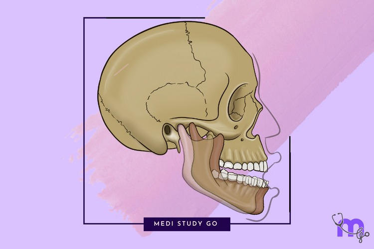 TMJ Anatomy and Function – Medi Study Go