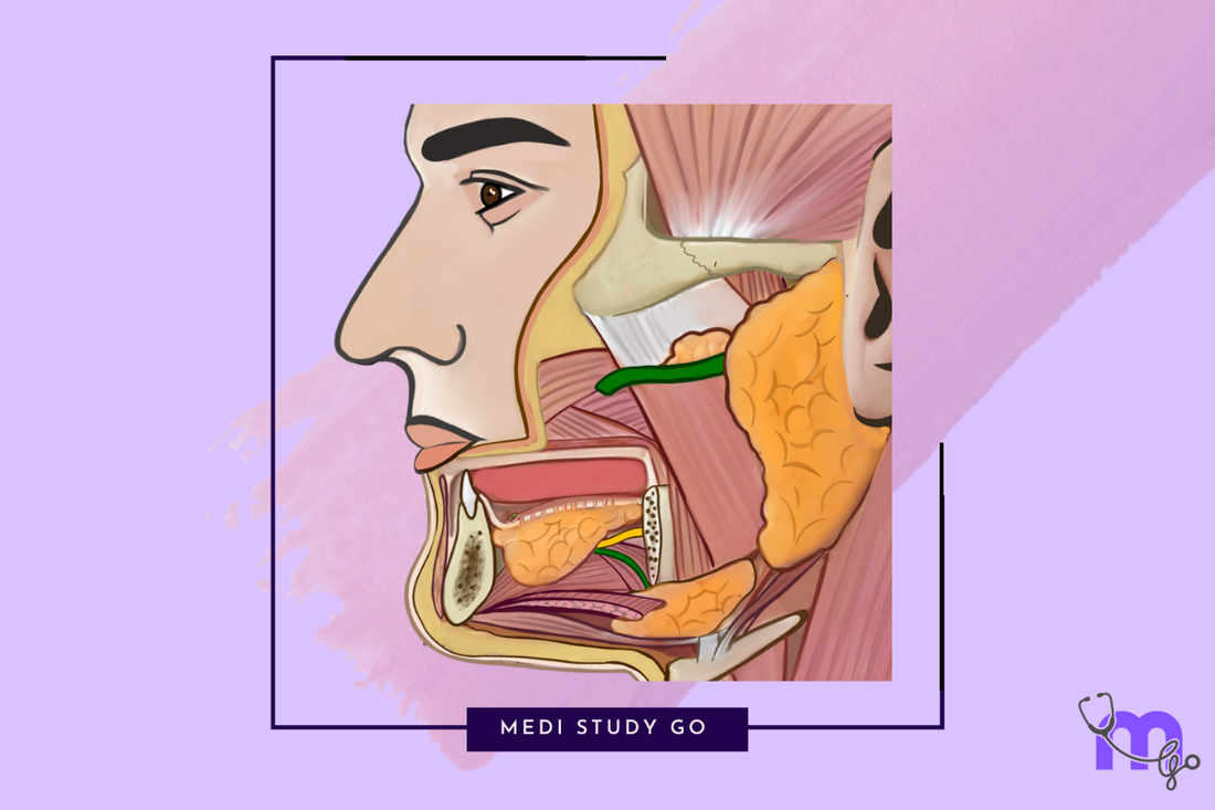 salivary glands 