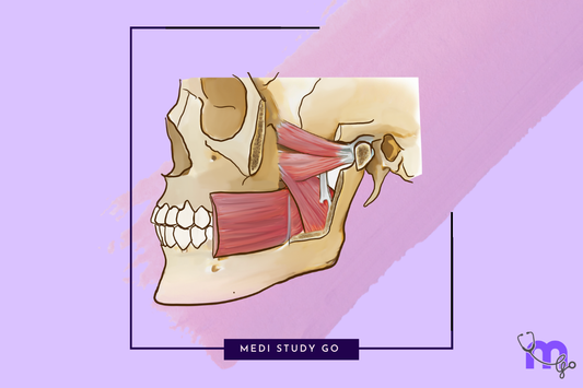 muscles of mastication