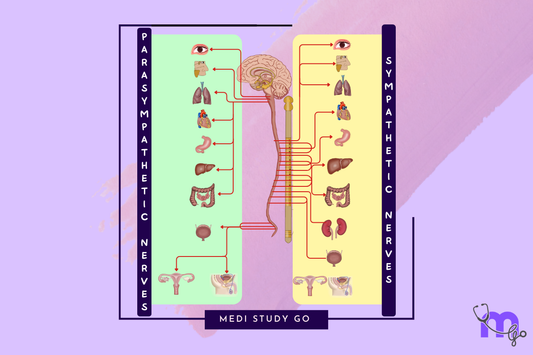 the Autonomic Nervous System
