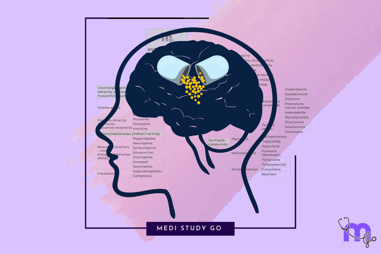 Classification of Drugs Acting on ANS: A Complete Framework – Medi Study Go