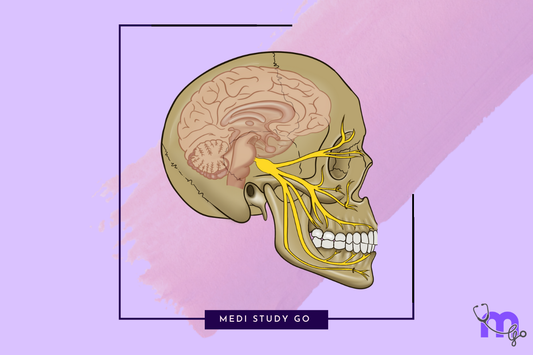 trigeminal nerve 