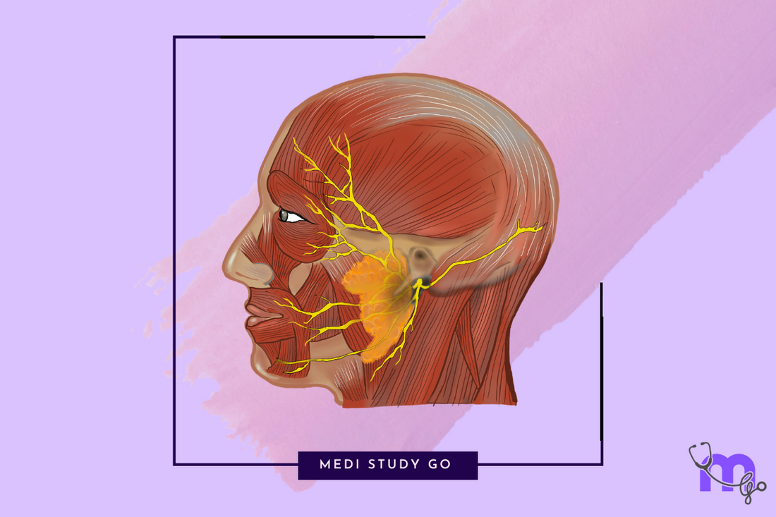 facial nerve 