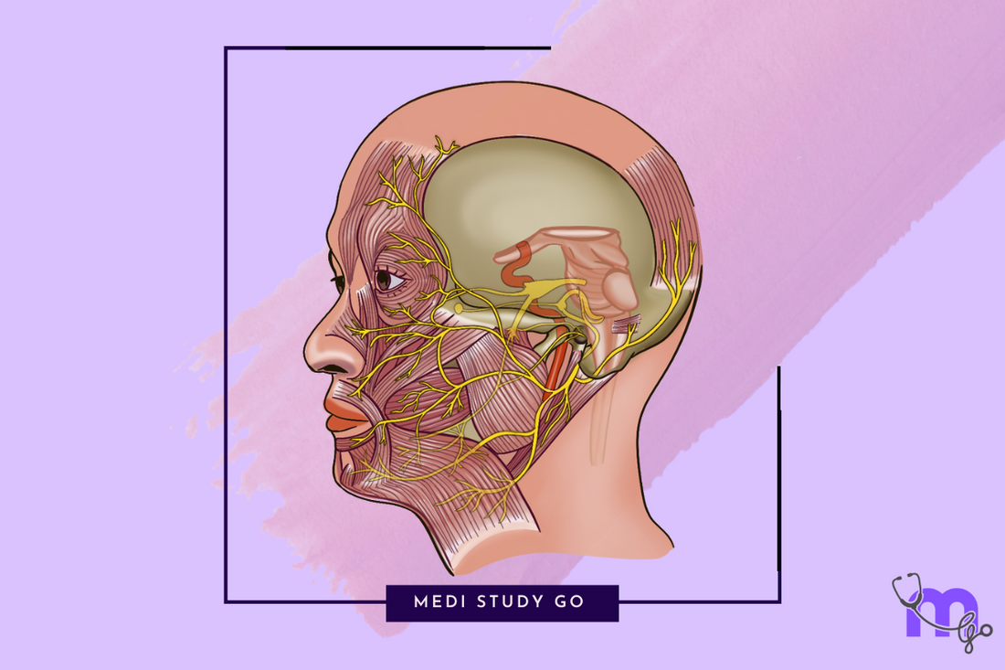 head and neck anatomy 