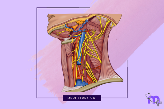 blood and nerve supply of sternocleidomastoid