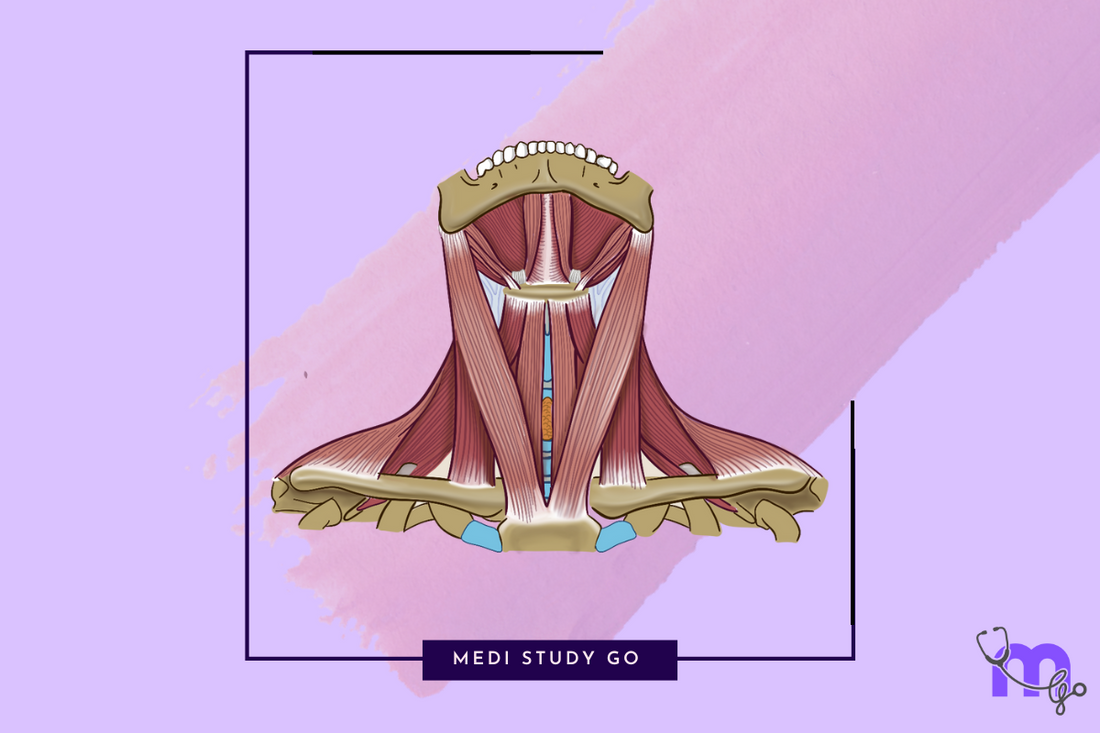 sternocleidomastoid - complete guide