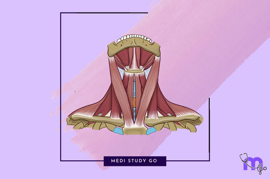 sternocleidomastoid - complete guide