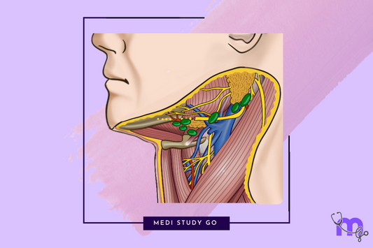 relations of sternocleidomastoid