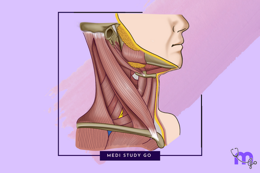 sternocleidomastoid - origin, insertion 