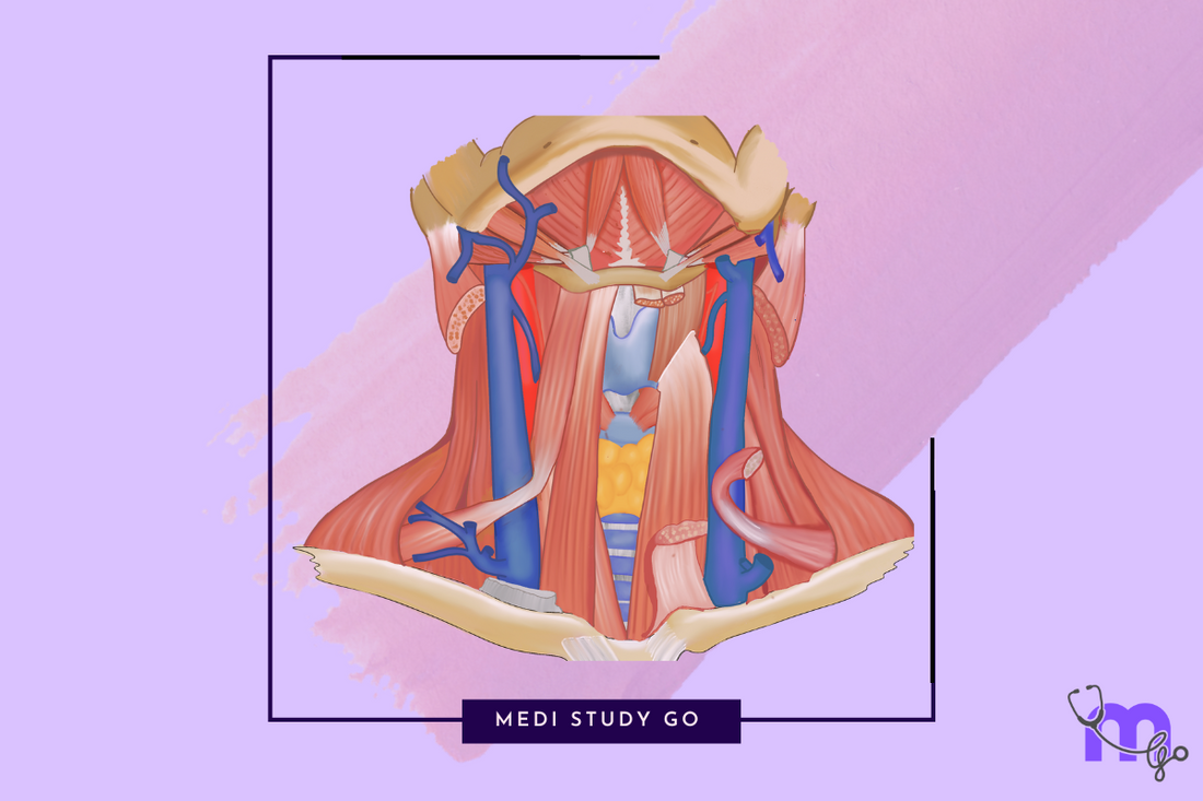 sternocleidomastoid movements