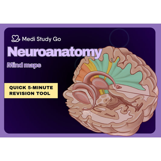 Neuroanatomy