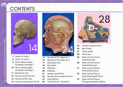 Anatomy bundle + General Anatomy + Osteology