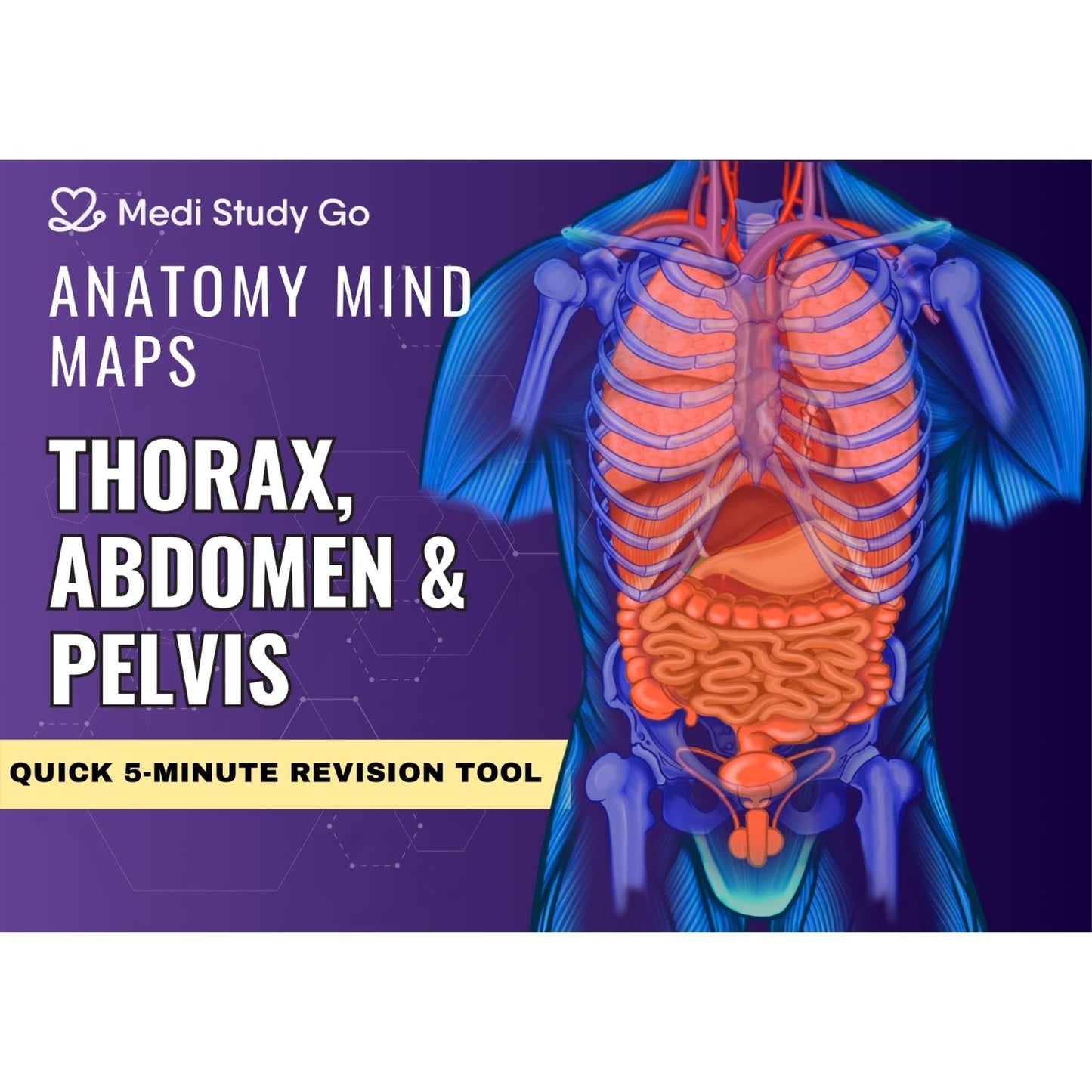 Abdomen, Thorax and Pelvis