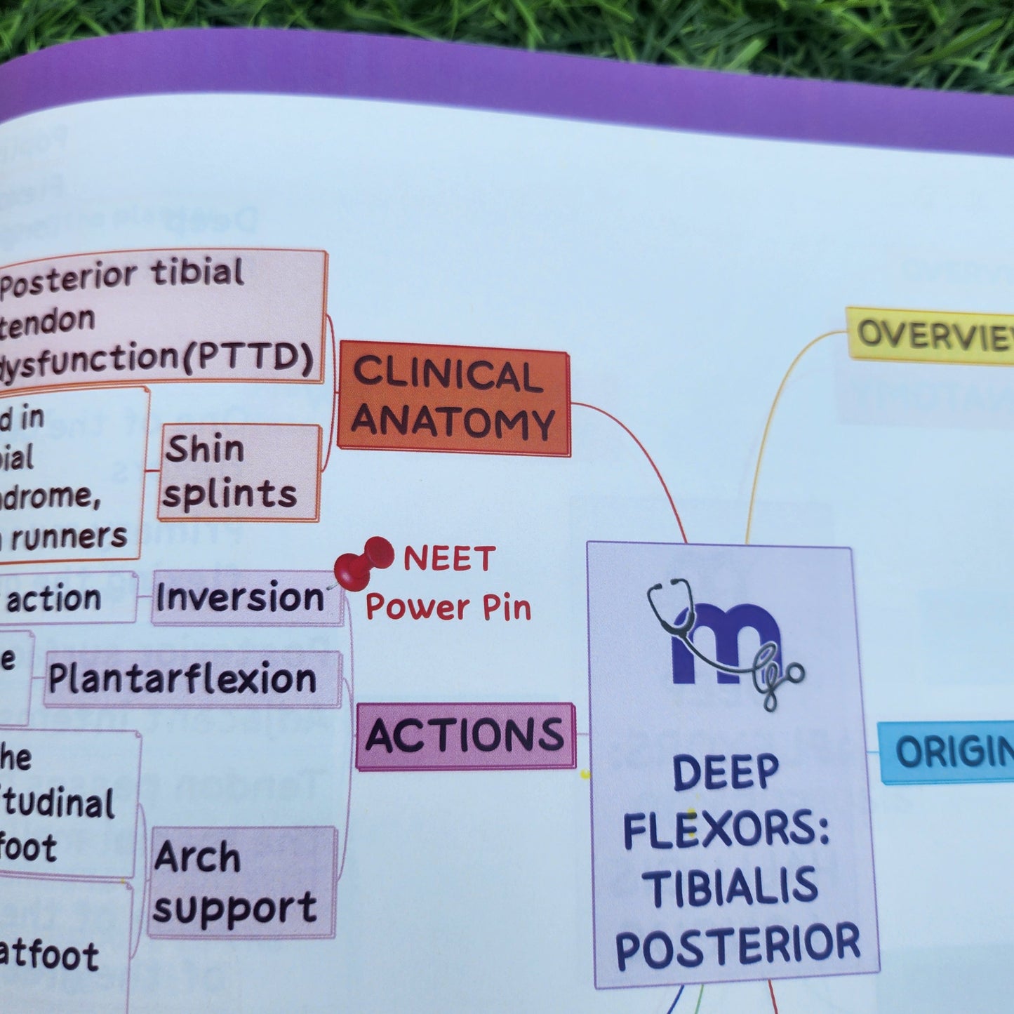 Upper Limb and Lower Limb