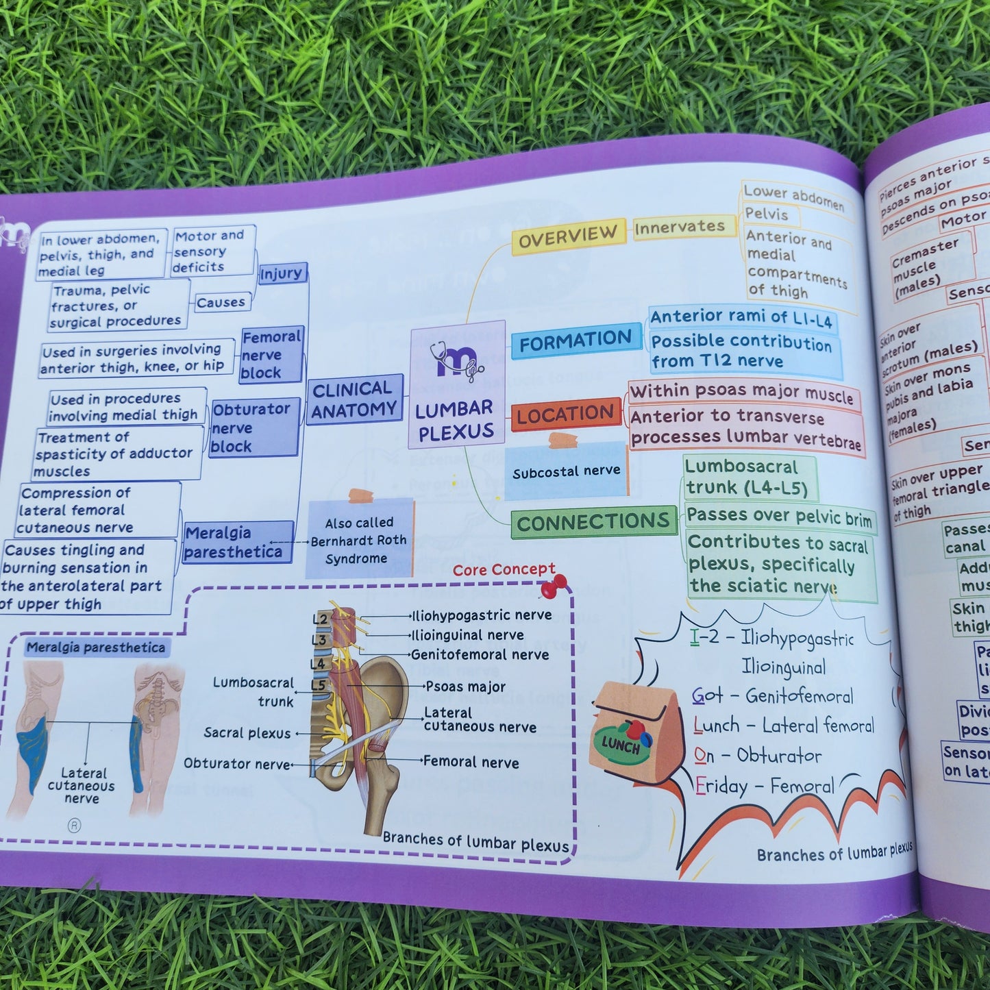 Upper Limb and Lower Limb