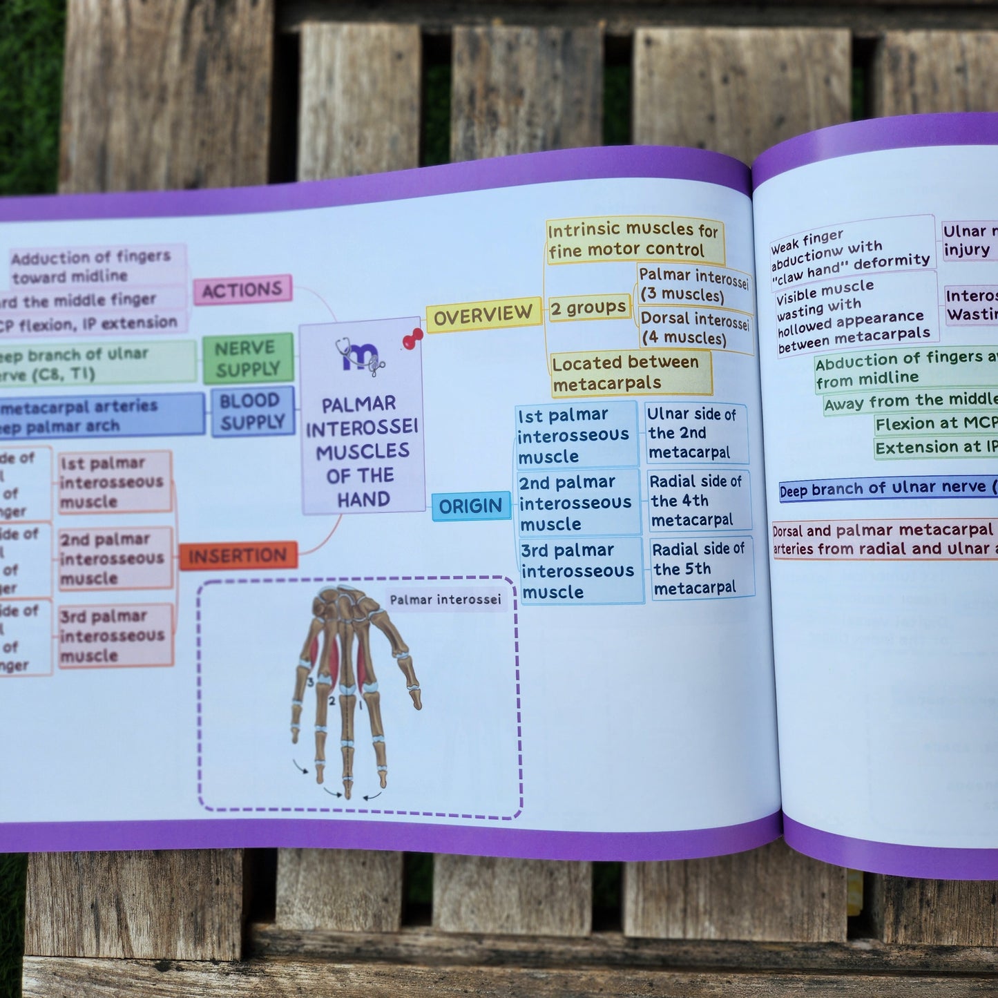 Upper Limb and Lower Limb