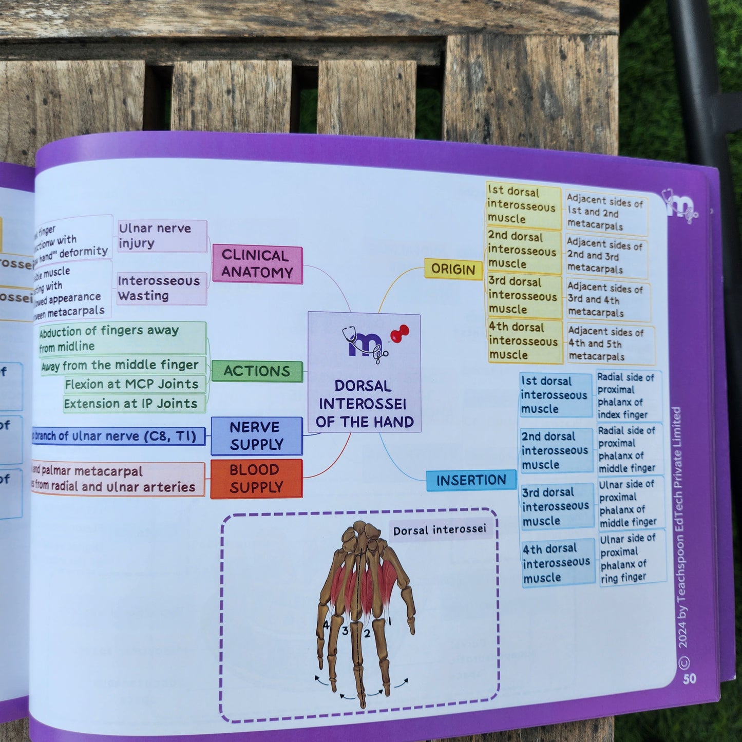 Upper Limb and Lower Limb