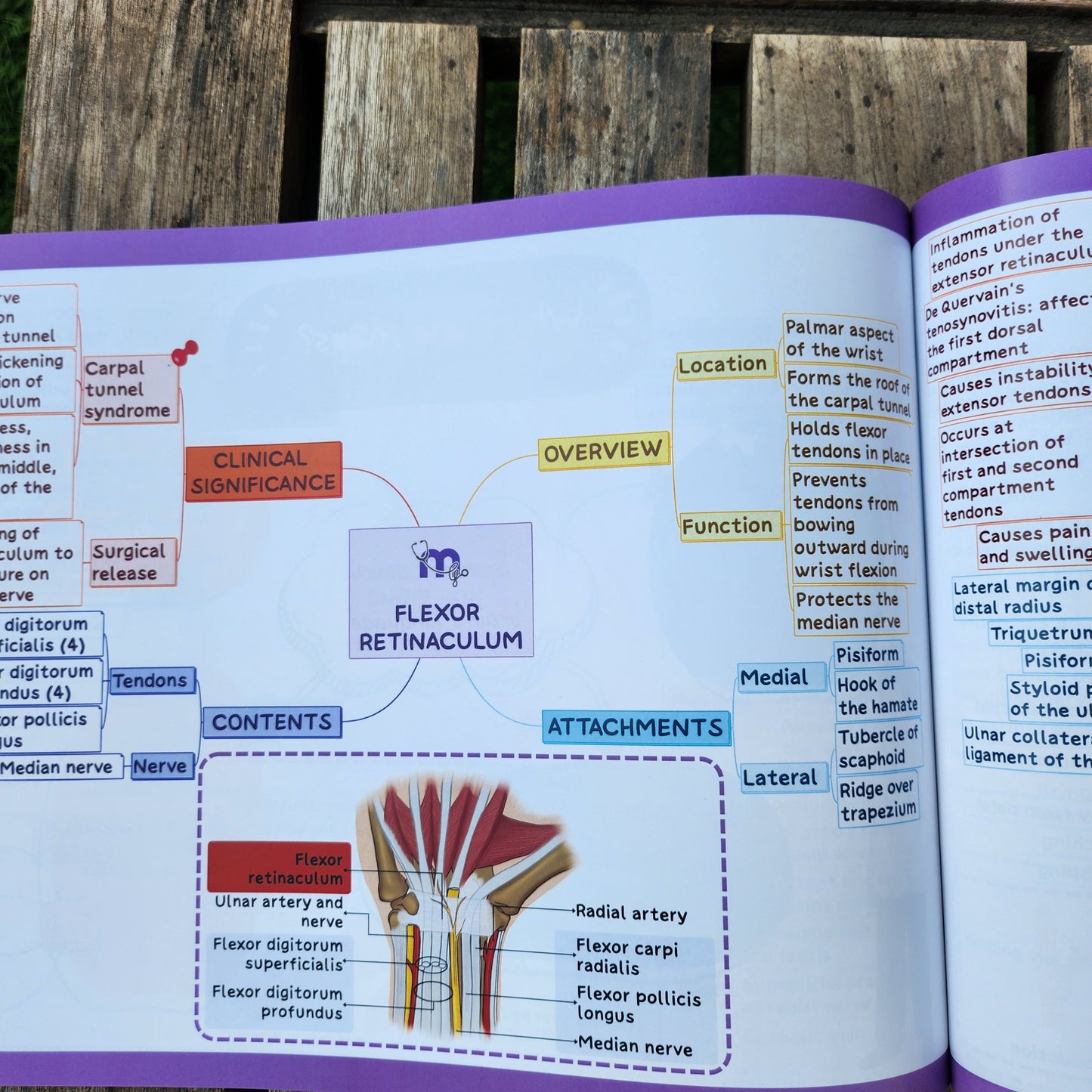 Anatomy bundle (UL, LL, Head and Neck, Abdomen Thorax and Pelvis)