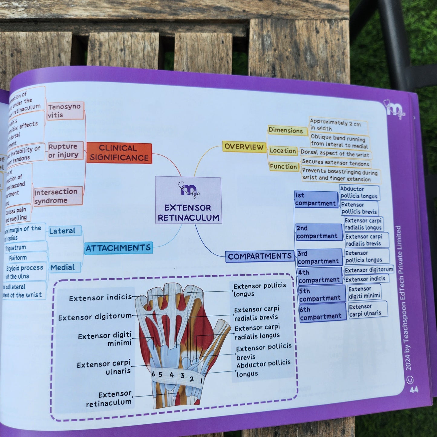 Anatomy bundle (UL, LL, Head and Neck, Abdomen Thorax and Pelvis)